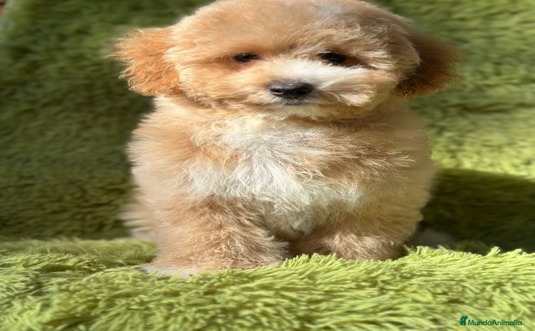 Maltipoo perros - Anuncio 3