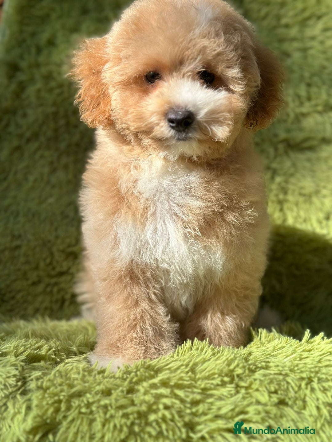 Maltipoo perros en venta: Maltipoo f2 - Imagen 1