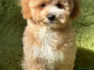 Maltipoo perros Maltipoo f2 - Anuncio 3