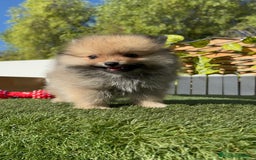 Pomerania perros en venta: POMERANIA MACHO - Imagen 9