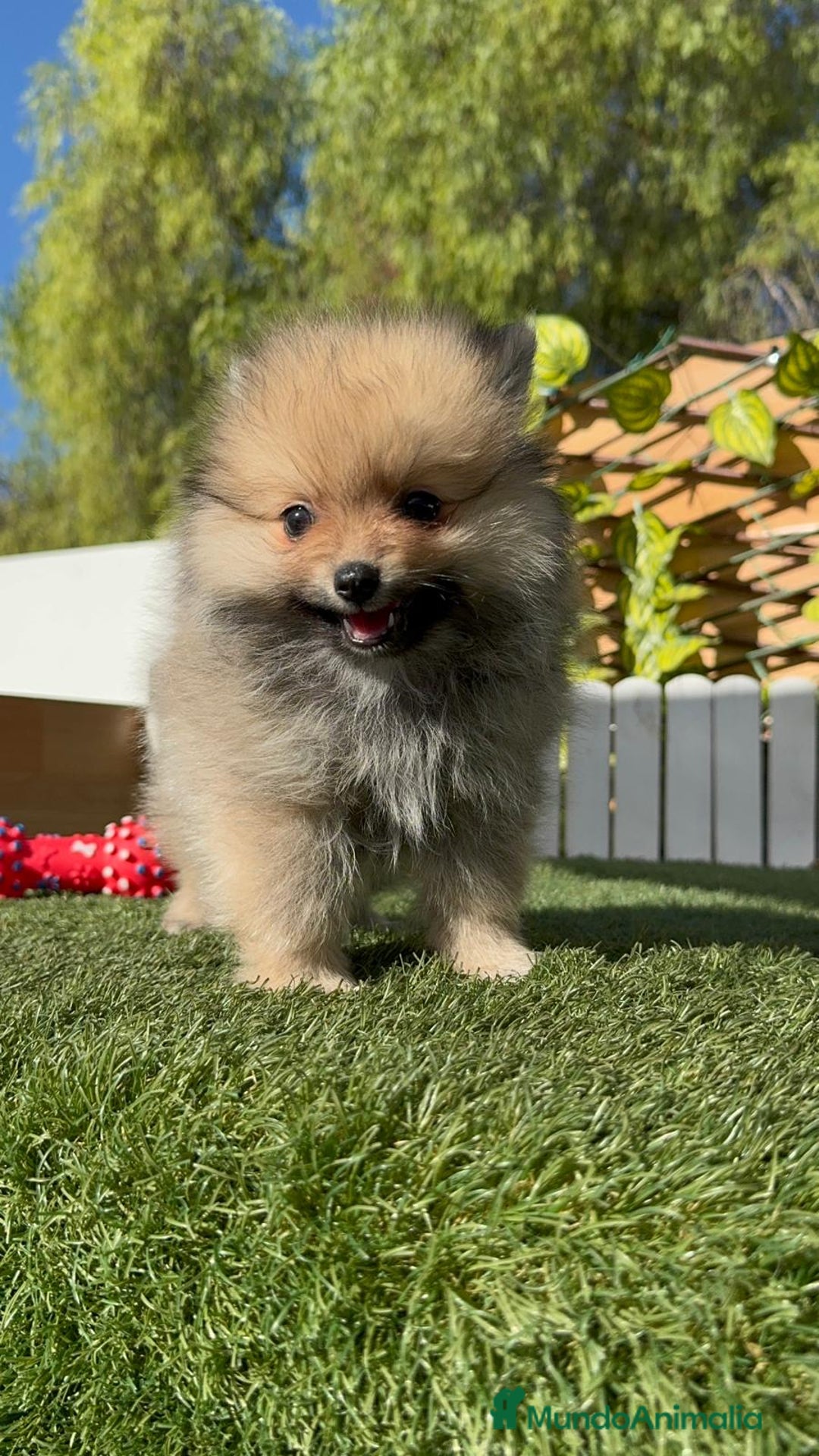 Pomerania perros en venta: POMERANIA MACHO - Imagen 9