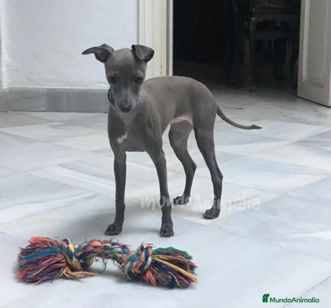 Imagen de galería {{count}}