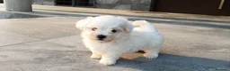 Bichón Maltés perros en venta: Bichon maltés  - Anuncio 2