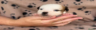 Jack Russell Terrier 2