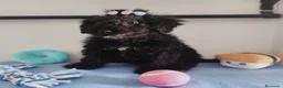 Perro de Agua Español perros en venta: Perro de agua  - Anuncio 7