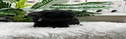 Caniche Toy perros en venta: CANICHE TOY - Anuncio 3