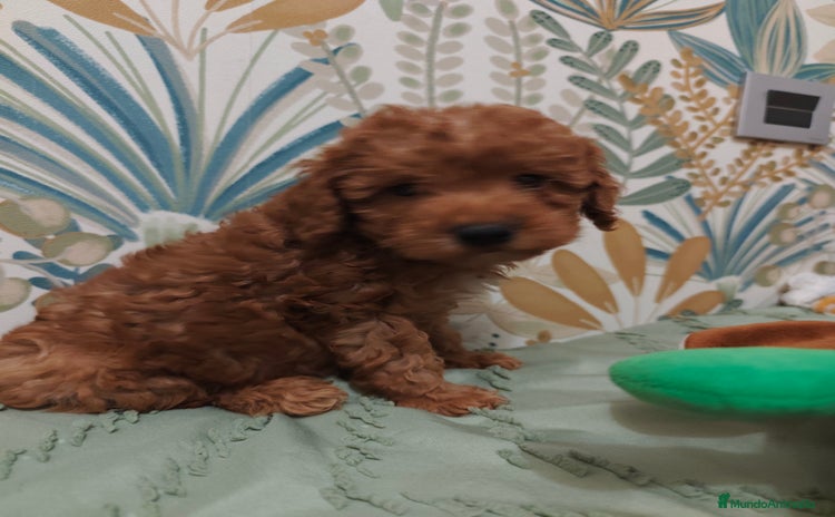 Caniche Toy perros - Anuncio 1