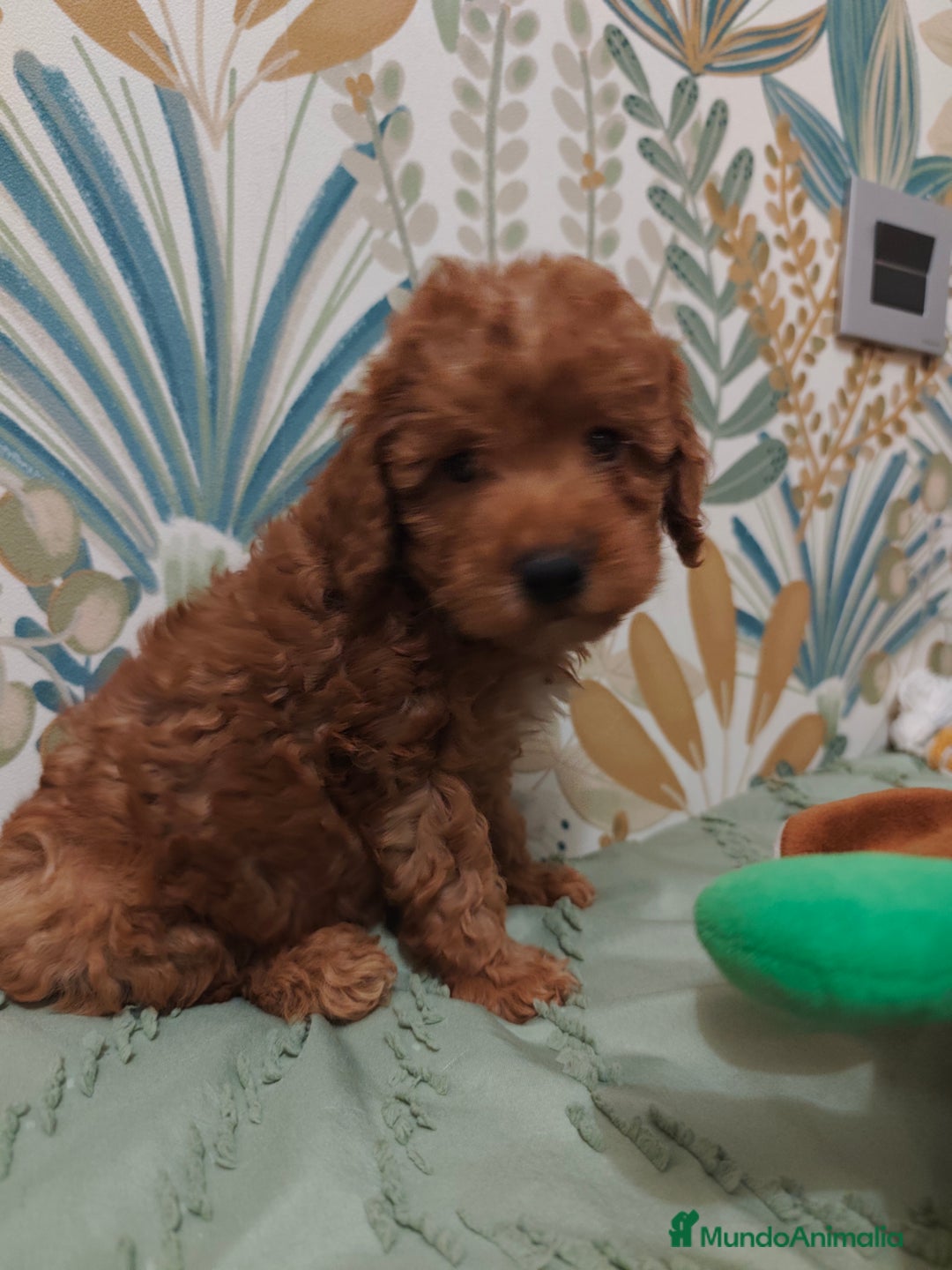 Caniche Toy perros en venta: Hembra disponible  - Imagen 1