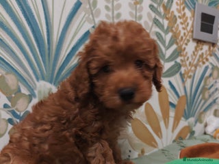 Caniche Toy perros - Anuncio 5