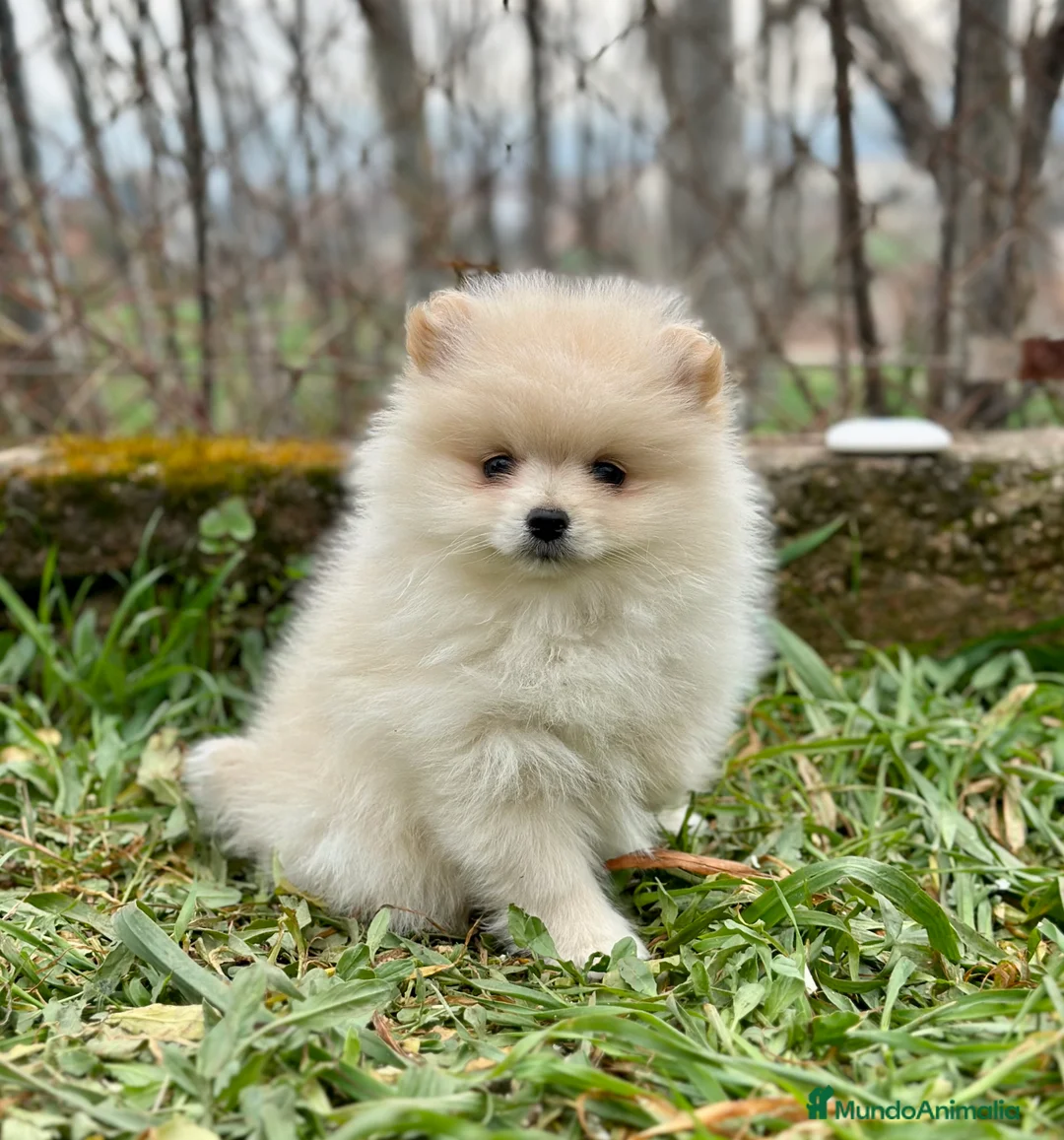 Pomerania perros en venta: POMERANIA CREMA DISPONIBLES! en Barcelona - Anuncio 3