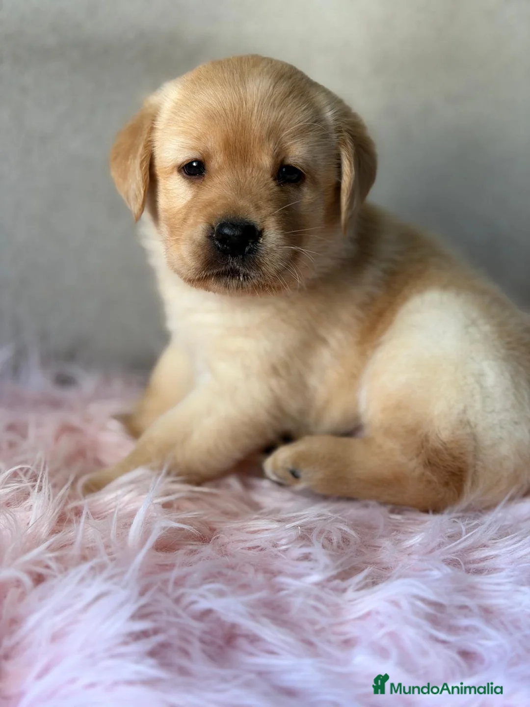 Labrador Retriever perros en venta: LABRADOR AMARILLO HEMBRA - Anuncio 1