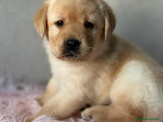 Labrador Retriever perros LABRADOR AMARILLO HEMBRA - Anuncio 1