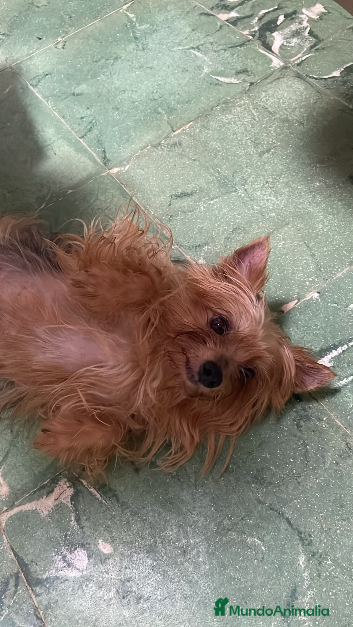 Yorkshire Terrier perros Hebra yorkshire toy - Anuncio 2