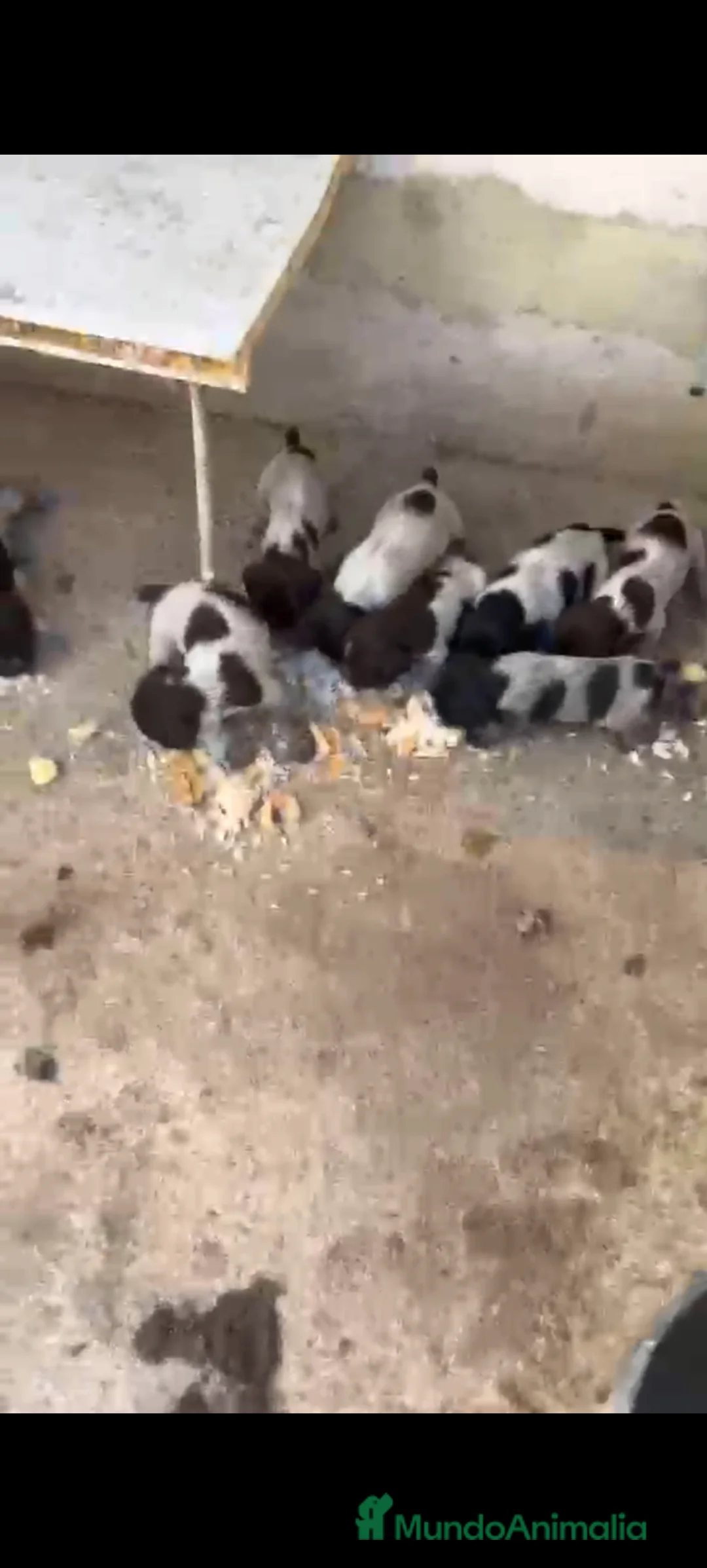 Grifón Azul de Gascuña perros en venta: Espectacular camada de grifón  - Anuncio 2