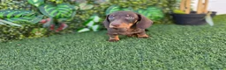 Teckel Miniatura perros en venta: TECKEL MINIATURA CHOCOLATE - Anuncio 3