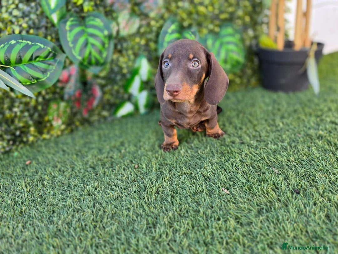 Teckel Miniatura perros en venta: TECKEL MINIATURA CHOCOLATE - Anuncio 3
