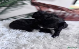 Caniche Toy perros en venta: CANICHE TOY - Imagen 9