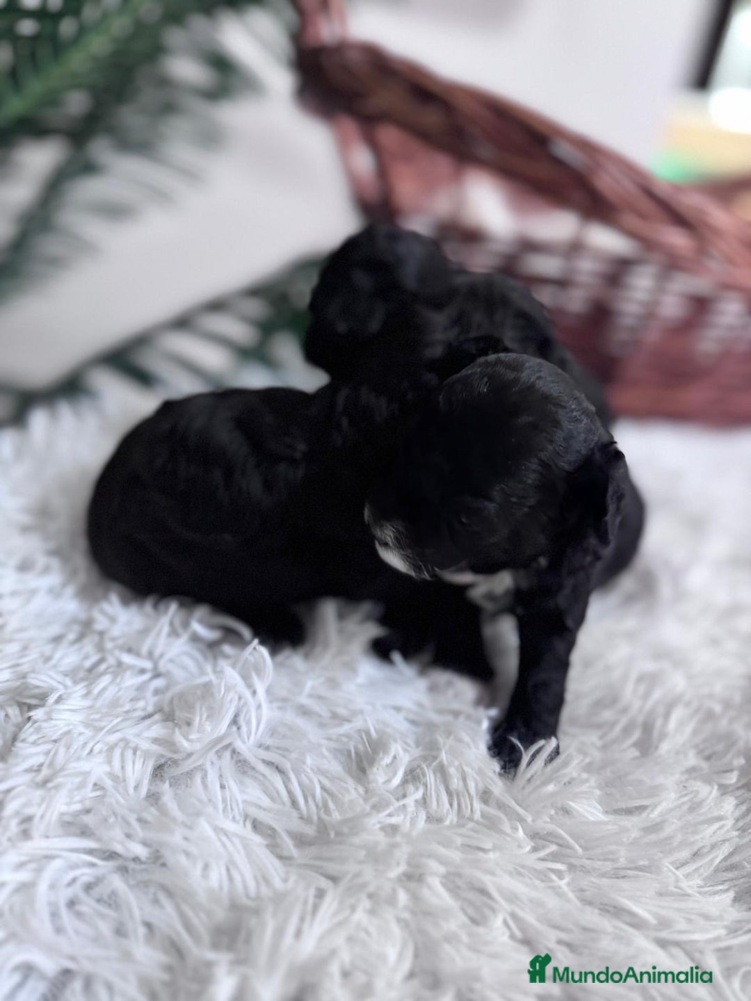 Caniche Toy perros en venta: CANICHE TOY - Imagen 9