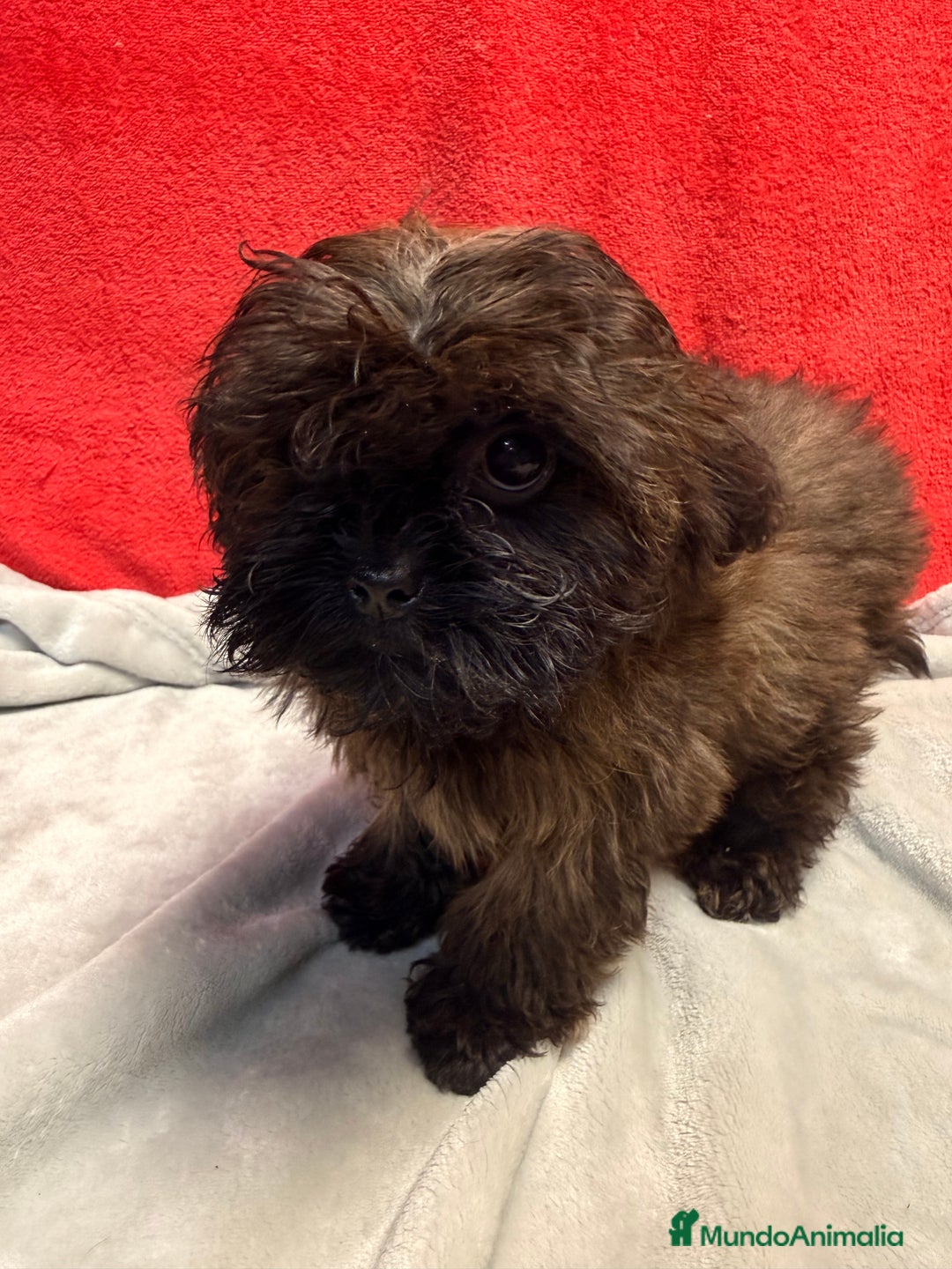 Shihpoo perros en venta: Monísima ShihPoo  - Anuncio 7