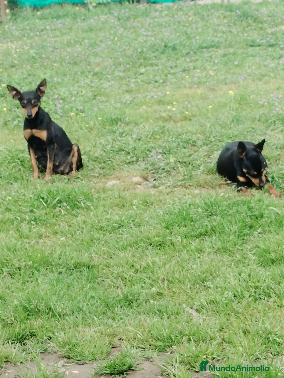Pinscher Miniatura perros en venta: Pincher miniatura  en Badajoz - Anuncio 2