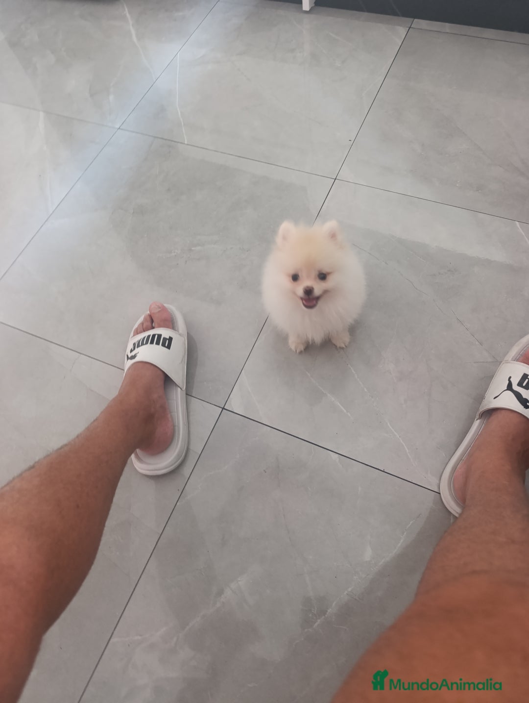 Pomerania perros en venta: Pomerania linea rusa Toy  - Imagen 2