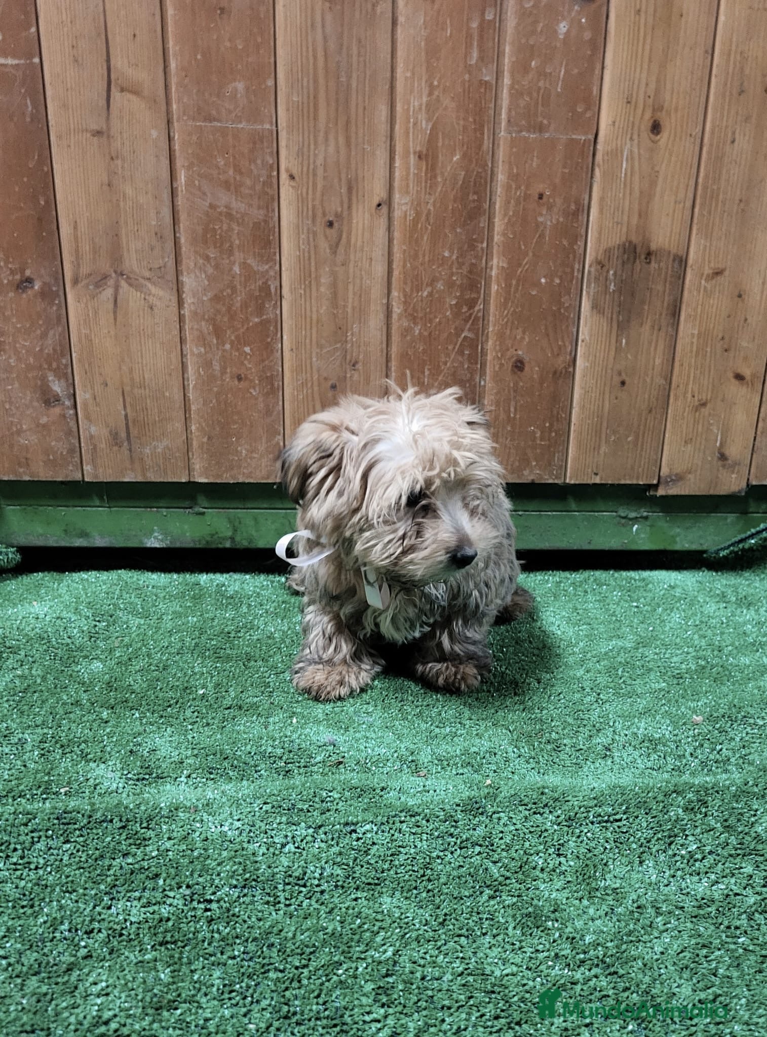 Yorkshire Terrier perros Yorkshire terrier - Anuncio 1