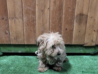 Yorkshire Terrier perros Yorkshire terrier - Anuncio 1