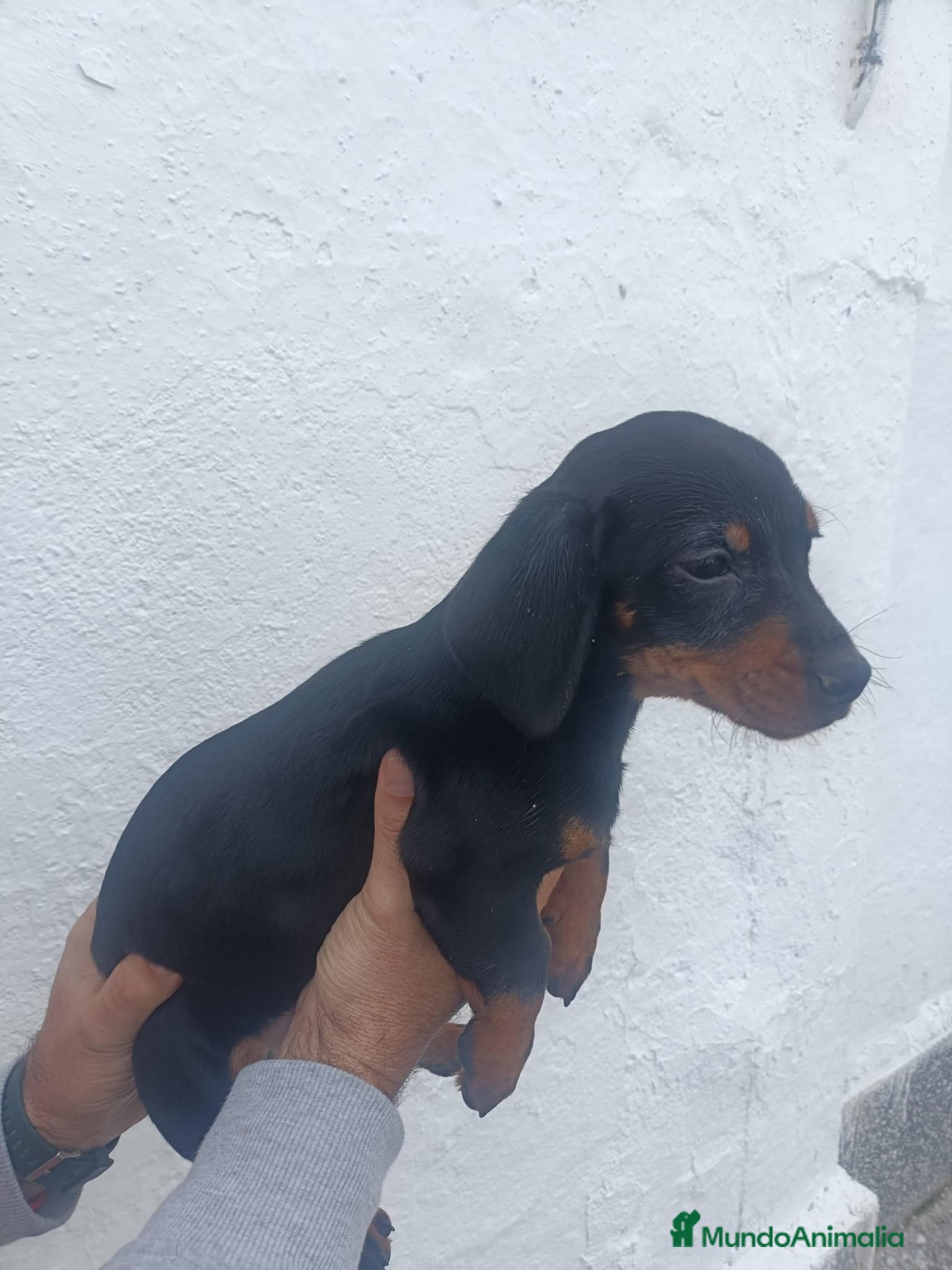 Teckel perros Teckel - Anuncio 1