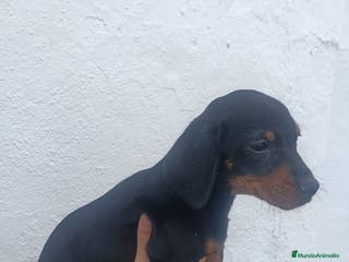 Teckel perros Teckel - Anuncio 6