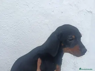 Teckel perros Teckel - Anuncio 16