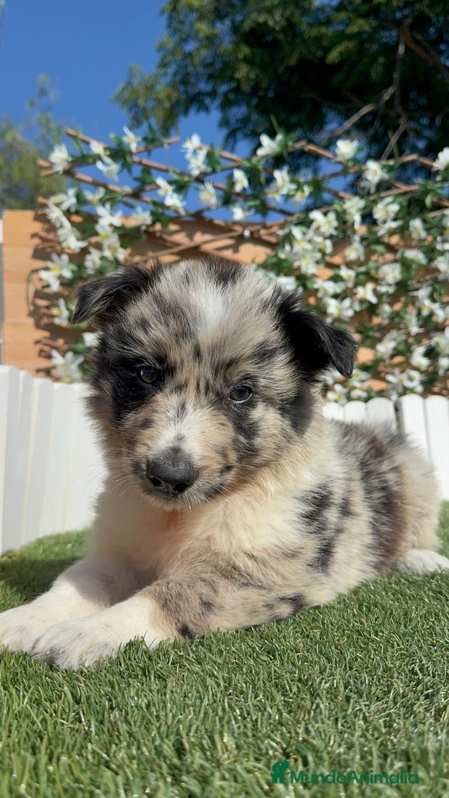 Border Collie perros BORDER COLLIE 💙 - Anuncio 1