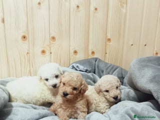 Caniche Toy perros en Málaga - Anuncio 37