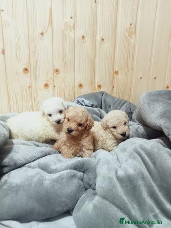 Caniche Toy perros en Málaga - Anuncio 18