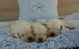 Schnauzer Miniatura perros en venta: CAMADA DE SCHNAUZER MINIATURA  - Imagen 3