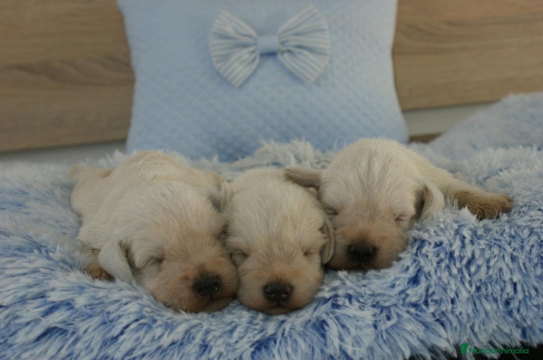 Schnauzer Miniatura perros en venta: CAMADA DE SCHNAUZER MINIATURA  - Imagen 3