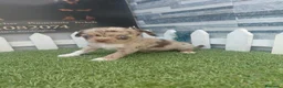 Chihuahua perros en venta: Chihuahua merle - Anuncio 2