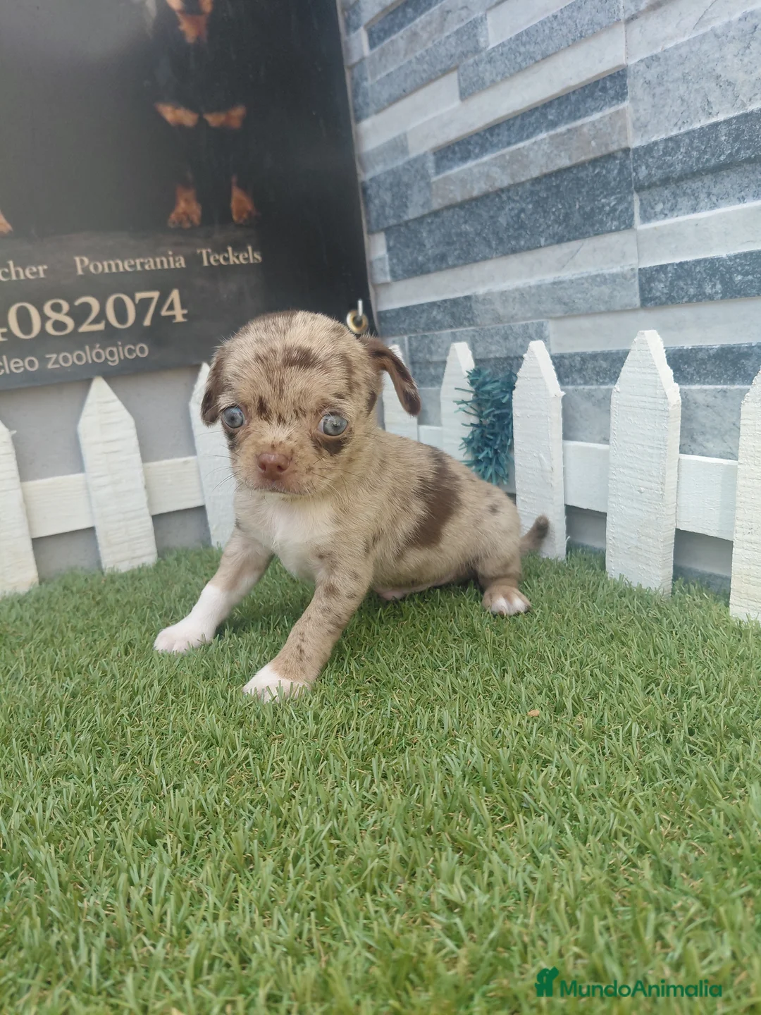 Chihuahua perros en venta: Chihuahua merle - Anuncio 2