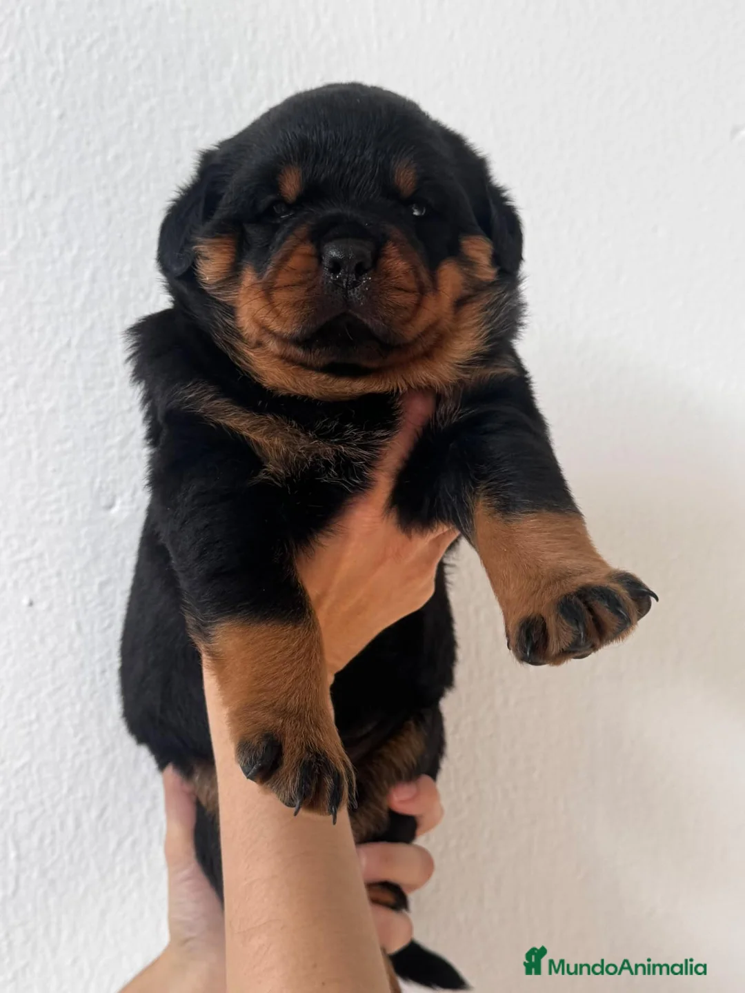 Rottweiler perros en venta: Rottwieler  - Anuncio 2