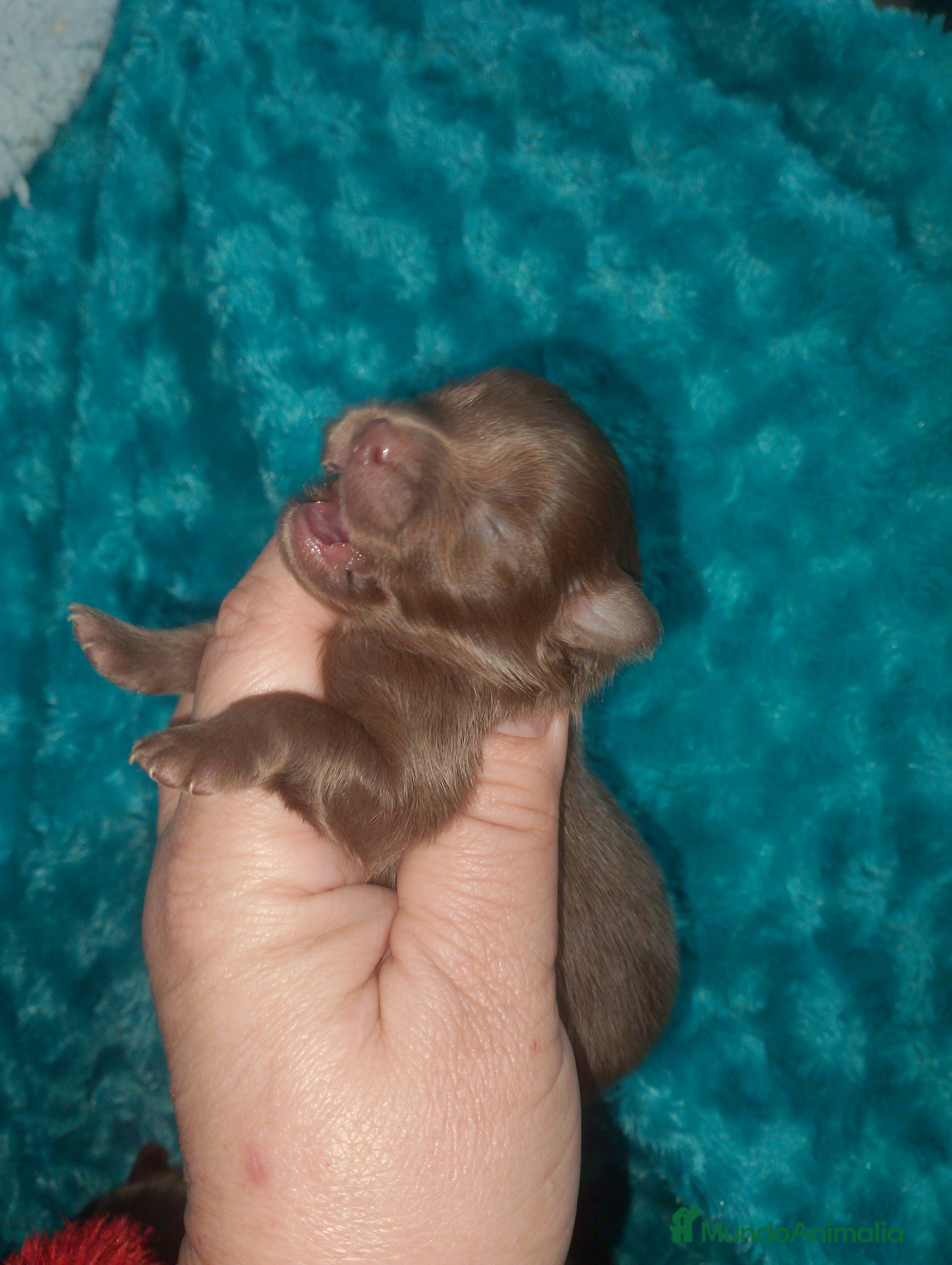 Pomerania perros Pomerania chocolote y uno negro  - Anuncio 1