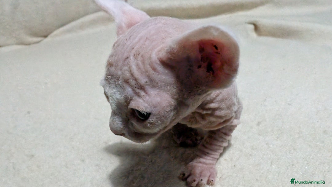 Sphynx gatos en venta: Sphynx negro y blanco - Anuncio 4