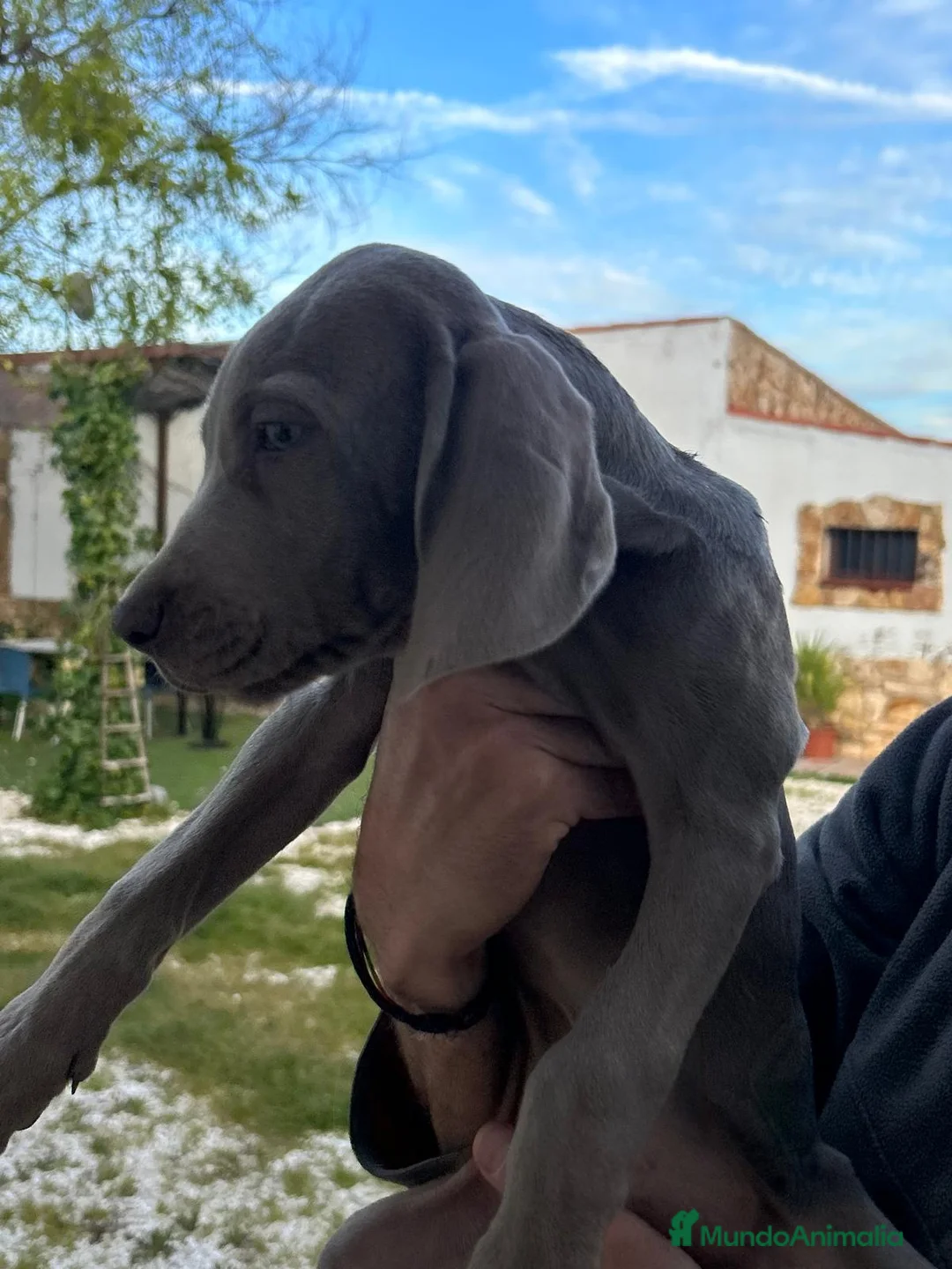 Weimaraner perros en venta: BRACO DE WEIMAR - Anuncio 3
