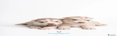 Cachorra 8