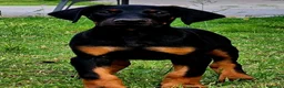 Dobermann perros en venta: Dóbermann negro fuego y chocolate🐾🔥 - Anuncio 5