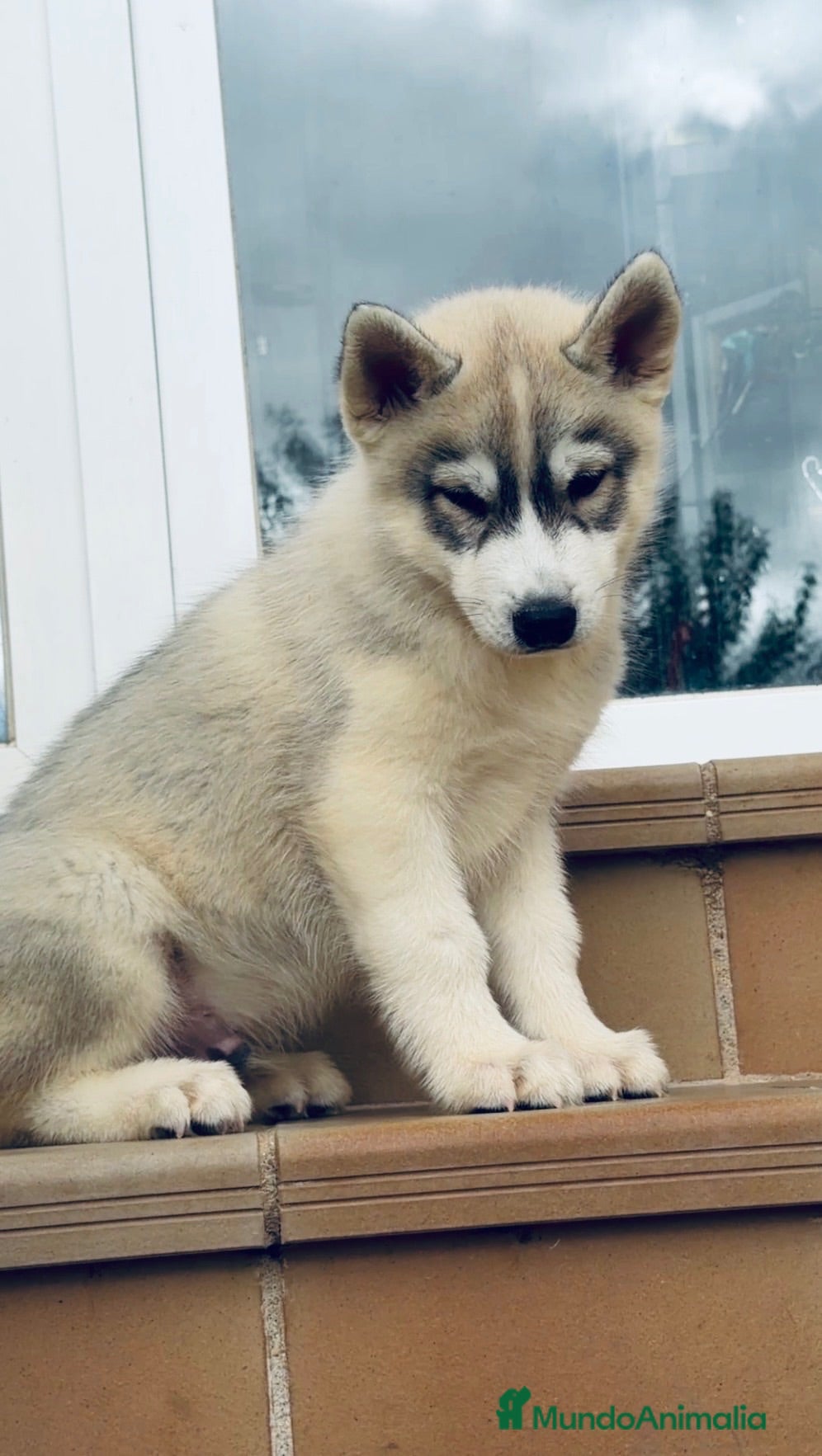 Husky Siberiano perros Husky siberiano - Anuncio 1
