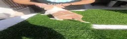 American Bully perros en venta: Cachorros de American Bully XL - Anuncio 16
