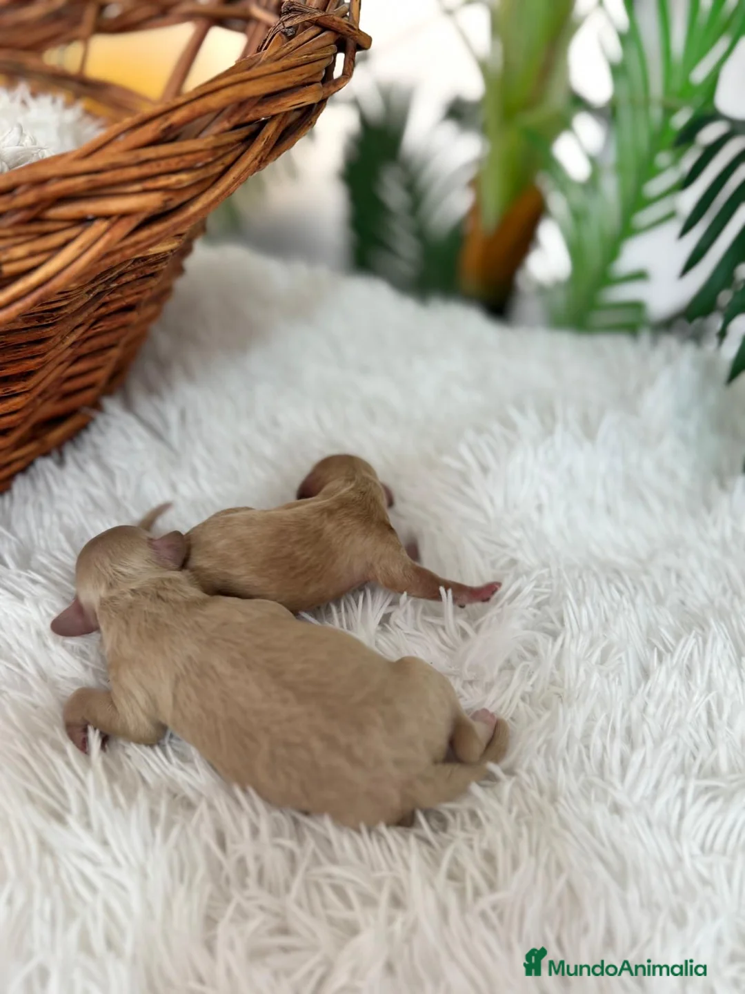 Maltipoo perros en venta: MALTIPOO HEMBRA - Anuncio 15