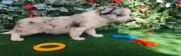 Border Collie perros en venta: Borde collie  - Anuncio 5