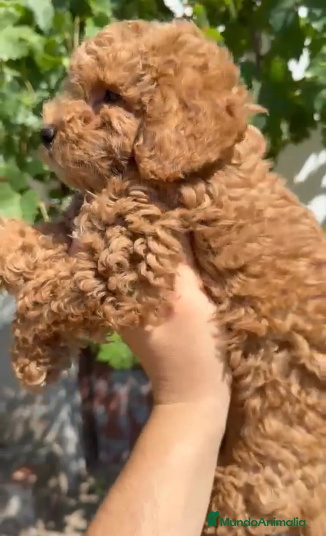Caniche Toy perros en venta: ¡¡ ÚLTIMO CANICHE DISPONIBLE !!!🐶🐾 en Málaga - Anuncio 2