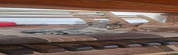 Europeo de Pelo Corto gatos en venta: Gatito europeo atigrado - Anuncio 2