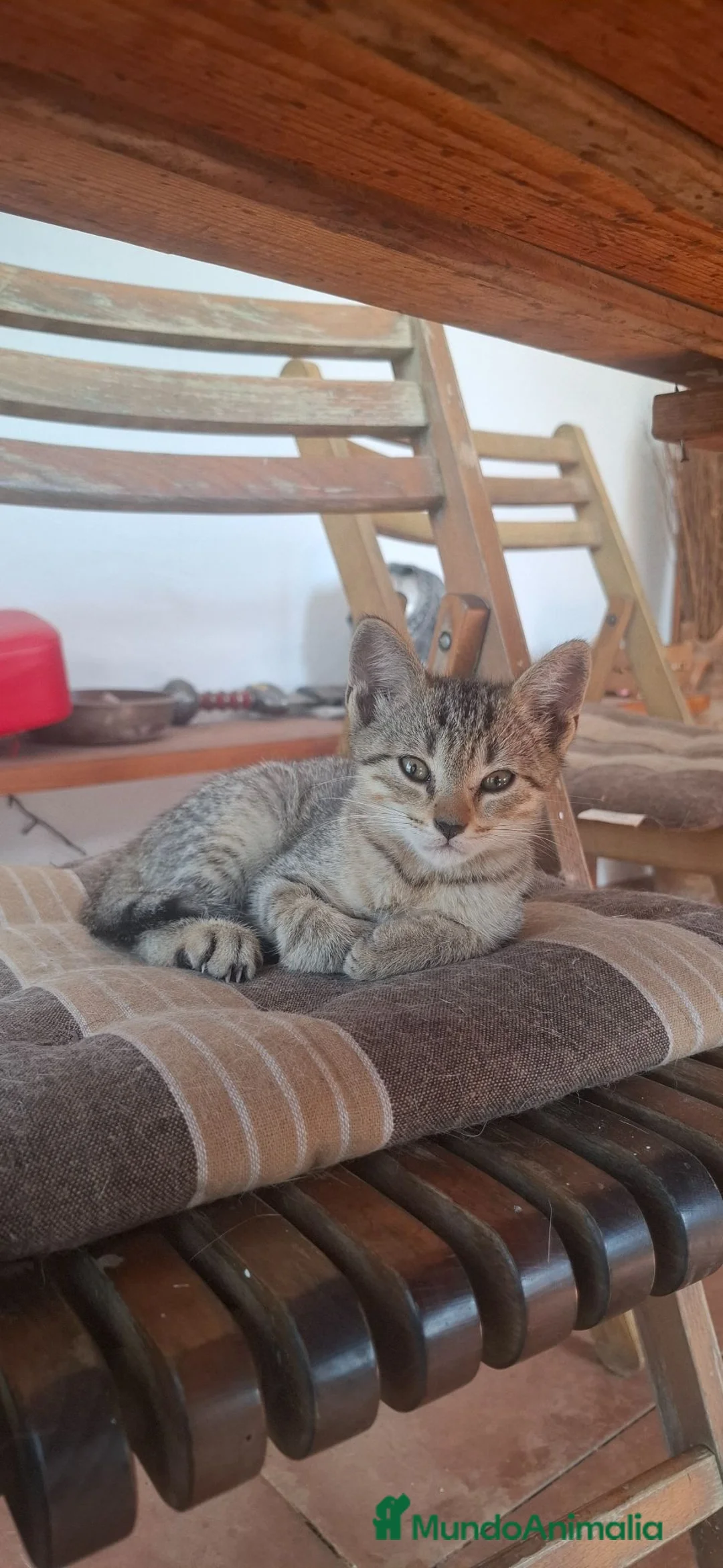 Europeo de Pelo Corto gatos en venta: Gatito europeo atigrado - Anuncio 2